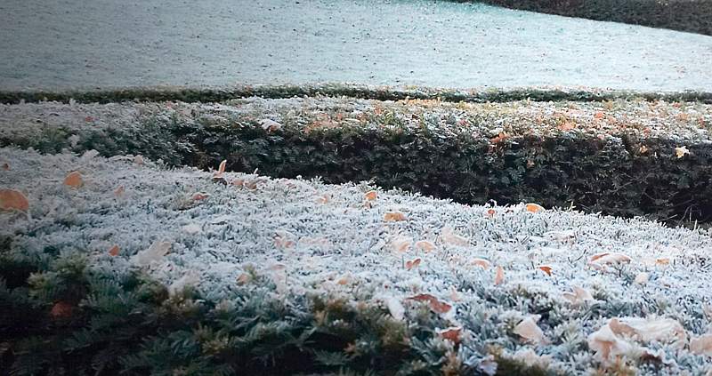 Winter Hedge - Petra Cofta.jpg